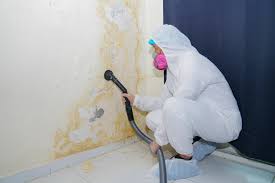 Best Basement Mold Removal  in Taylorsville, KY